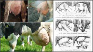 Síntomas de mastitis serosa en una vaca, medicamentos y métodos alternativos de tratamiento.