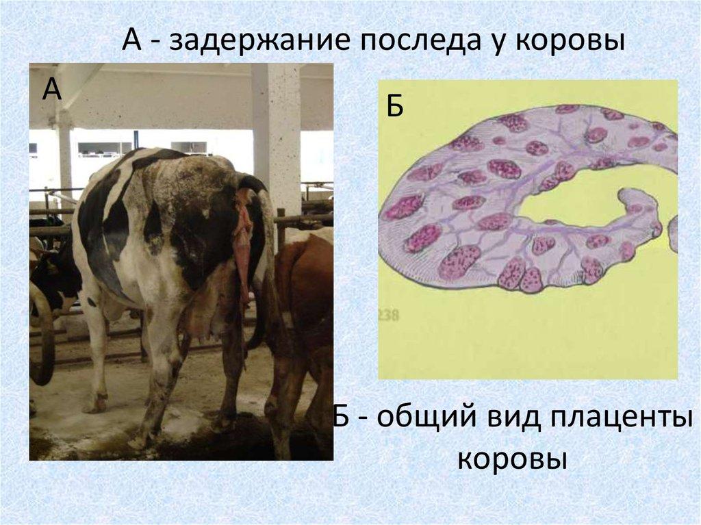 rétention du placenta chez les vaches