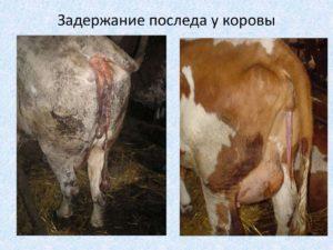 Causes and symptoms of retention of placenta in cows, treatment regimen and prevention