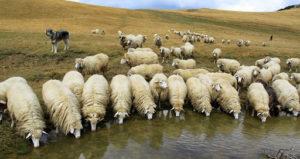 Sheep breeding development map in Russia and in which regions the industry is developed