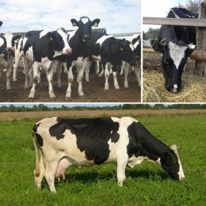 Features of feeding dry cows and the rate of concentrates in the diet