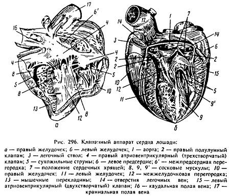 corazón de vaca