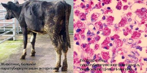 paratuberculosis ng bovine