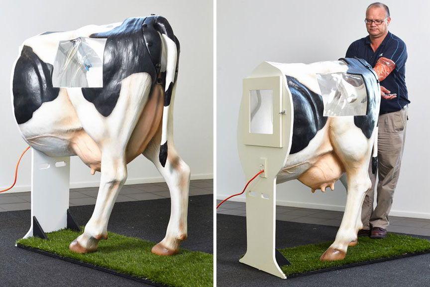 inséminer les vaches