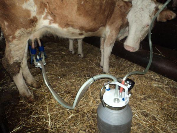 milking machine