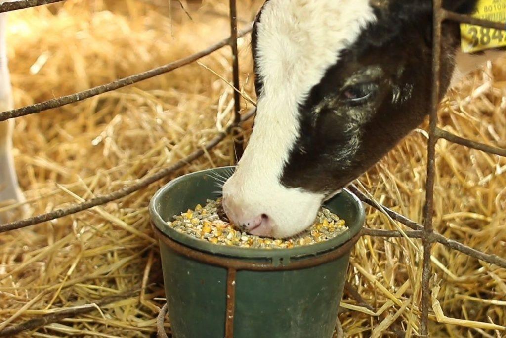 cow feeding