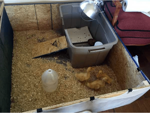 brooder para sa mga ducklings