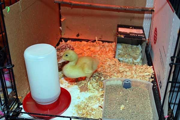 brooder para sa mga ducklings