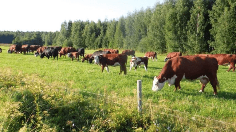 beaucoup de vaches