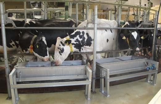 drinking bowls for cattle