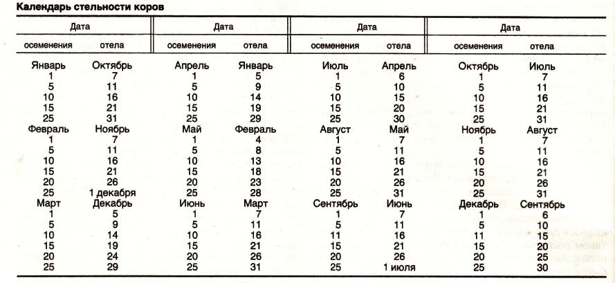 calendario de preñez de la vaca