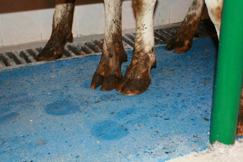 floors in the barn