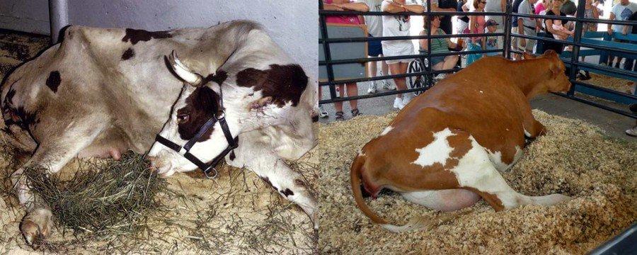 postpartum paresis in a cow