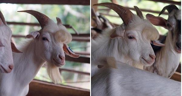 Cabras de lana con pendientes