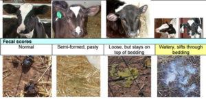 Causes of diarrhea in a calf and how to treat it quickly and effectively at home