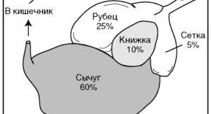 How many stomachs does a cow have, their names and functions, structure and location