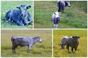 Description et caractéristiques des vaches de race bleue lettone, leur contenu