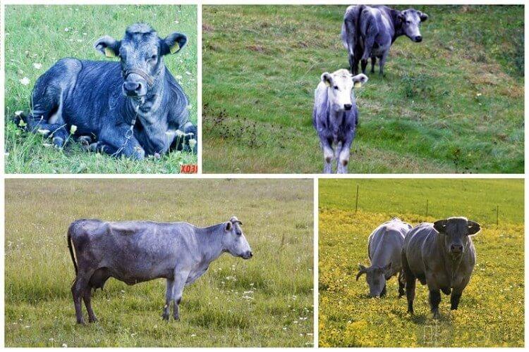 Latvian blue cow