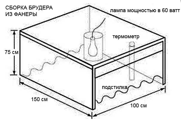 brooder for ducklings