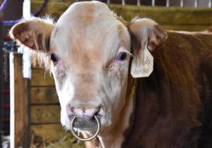 Waarom en hoe stieren hun neus laten doorboren en een ring inbrengen, soorten piercings