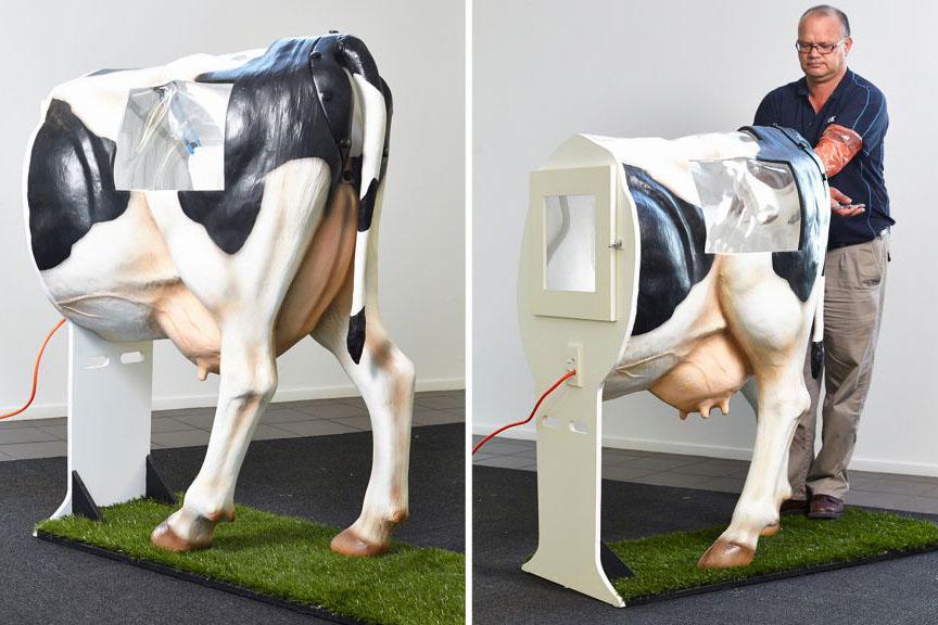 insémination des vaches