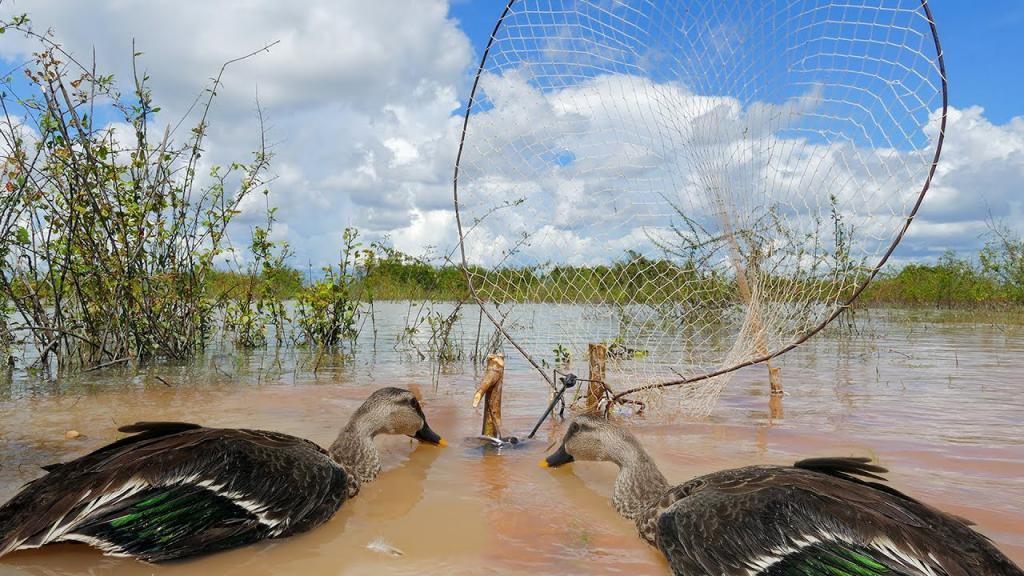 pêche au canard