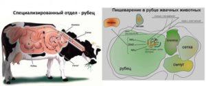 Why does a cow have foam at the mouth or drooling a lot and what to do