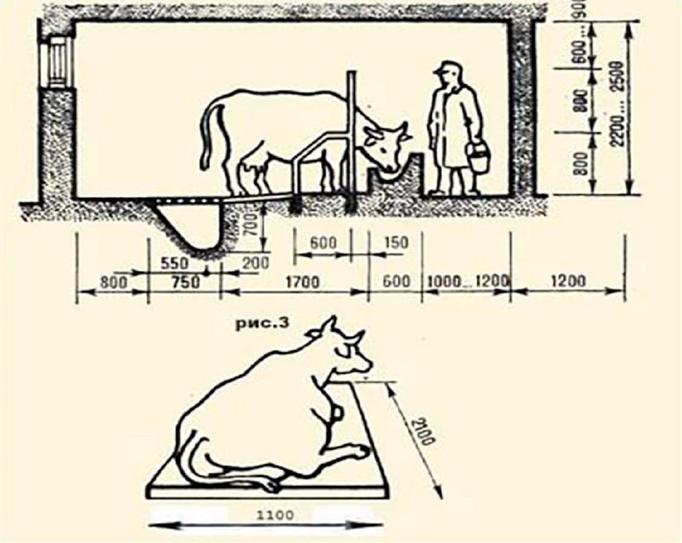 Manure removal system