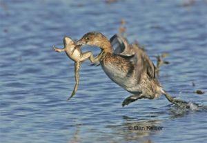 Do wild ducks eat frogs and can they be given to poultry, the pros and cons