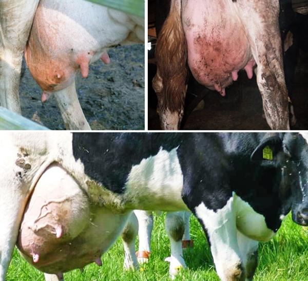 kataralni mastitis