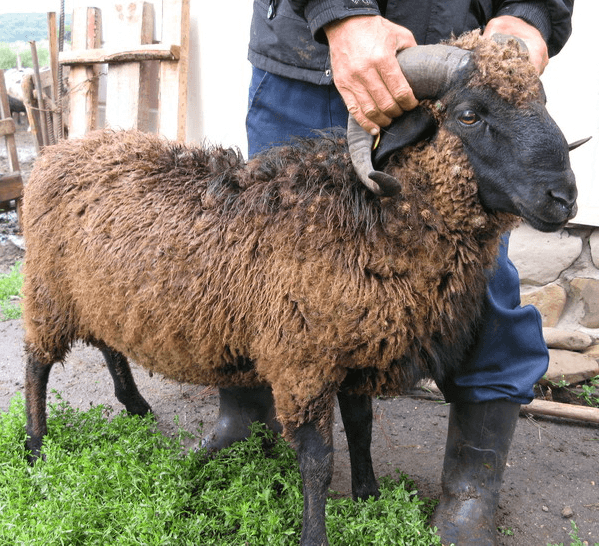 garde un bélier