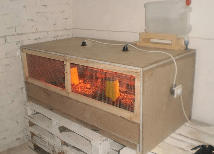 brooder for ducklings