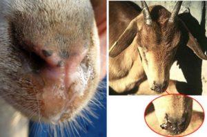 Causes and symptoms of piroplasmosis in goats, treatment and prevention