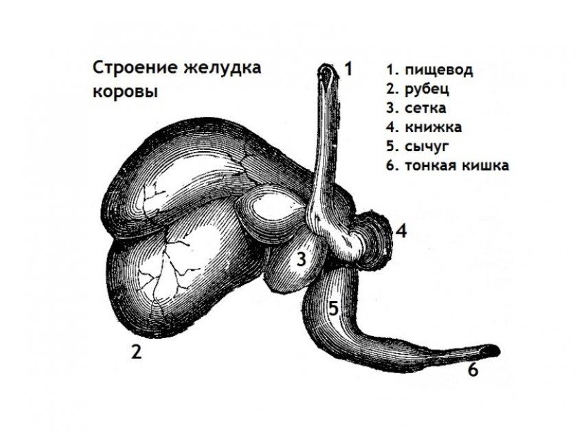 karvės skrandis