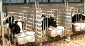 Project and drawings of a cowshed for 50 heads, how to build a farm with your own hands