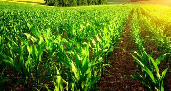 mezclas de tanque para protección vegetal