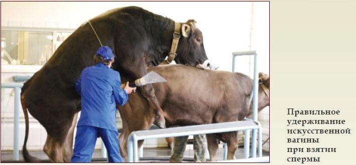 taureau et vache