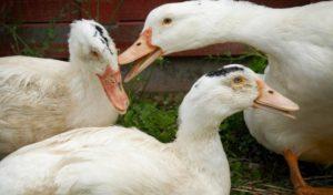 Why do ducks bite each other and pinch each other and what to do with cannibalism