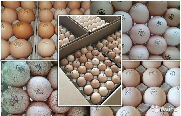 incubation of eggs