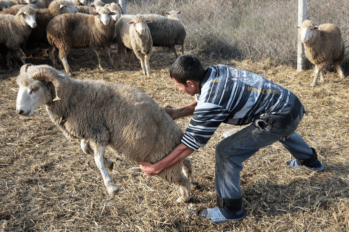 carnero y hombre