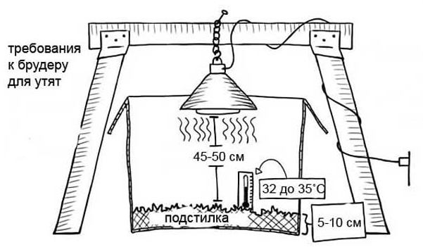 brooder drawing