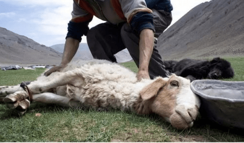 slaughter of a ram