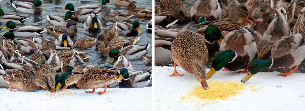 feeding ducks