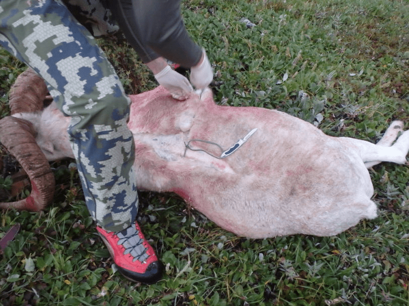 matanza de un carnero