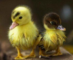 When and at what age ducklings fledge and the fluff changes to a feather, deviations