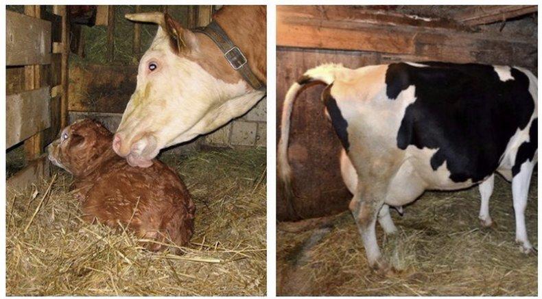 cow gives birth