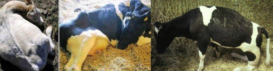 postpartum paresis in a cow