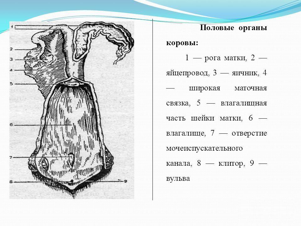 Reproductive system