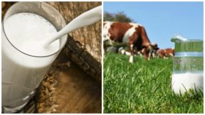 Por qué disminuyó la producción de leche de vaca y las razones de la fuerte disminución de la leche, qué hacer