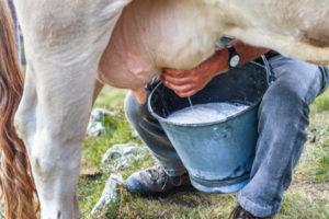 Sastav i prednosti mlijeka, što i koliko vitamina i hranjivih sastojaka sadrži